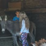 domace_zivotinje26_11
